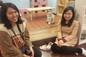 Cat Cafe