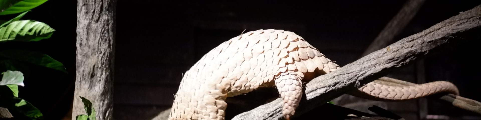 Night Safari Singapore