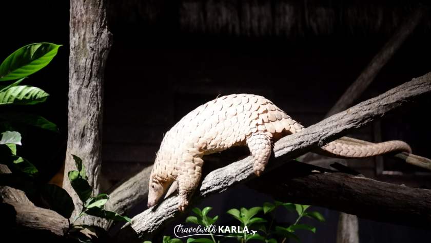 Night Singapore Safari