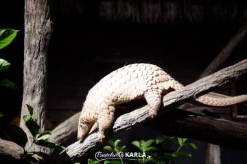 Night Safari Singapore